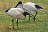 Ibis