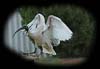 Ibis