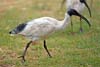 Ibis