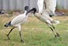 Ibis
