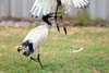 Ibis