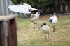 Ibis