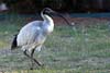 Ibis