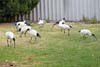 Ibis