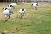 Ibis