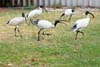 Ibis