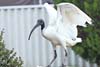 Ibis