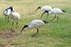 Ibis
