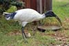 Ibis
