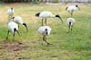 Ibis