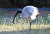 Ibis