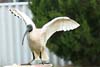 Ibis