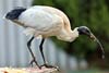 Ibis