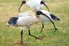 Ibis