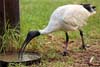Ibis