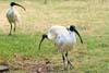 Ibis