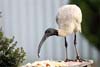 Ibis