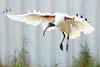 Ibis