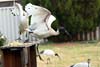 Ibis