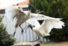 Ibis