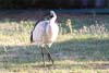 Ibis