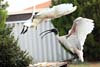 Ibis