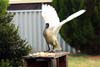 Ibis