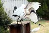 Ibis