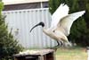 Ibis