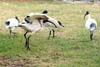 Ibis