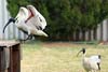Ibis