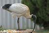 Ibis