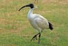 Ibis