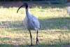 Ibis