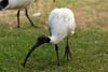 Ibis