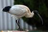 Ibis