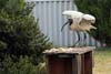 Ibis