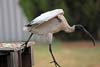 Ibis