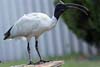 Ibis