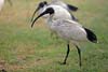 Ibis