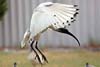Ibis