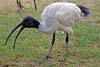 Ibis