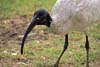 Ibis