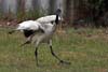 Ibis