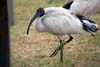 Ibis