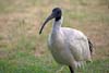 Ibis