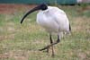 Ibis