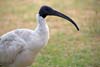 Ibis
