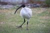 Ibis