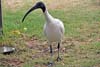 Ibis